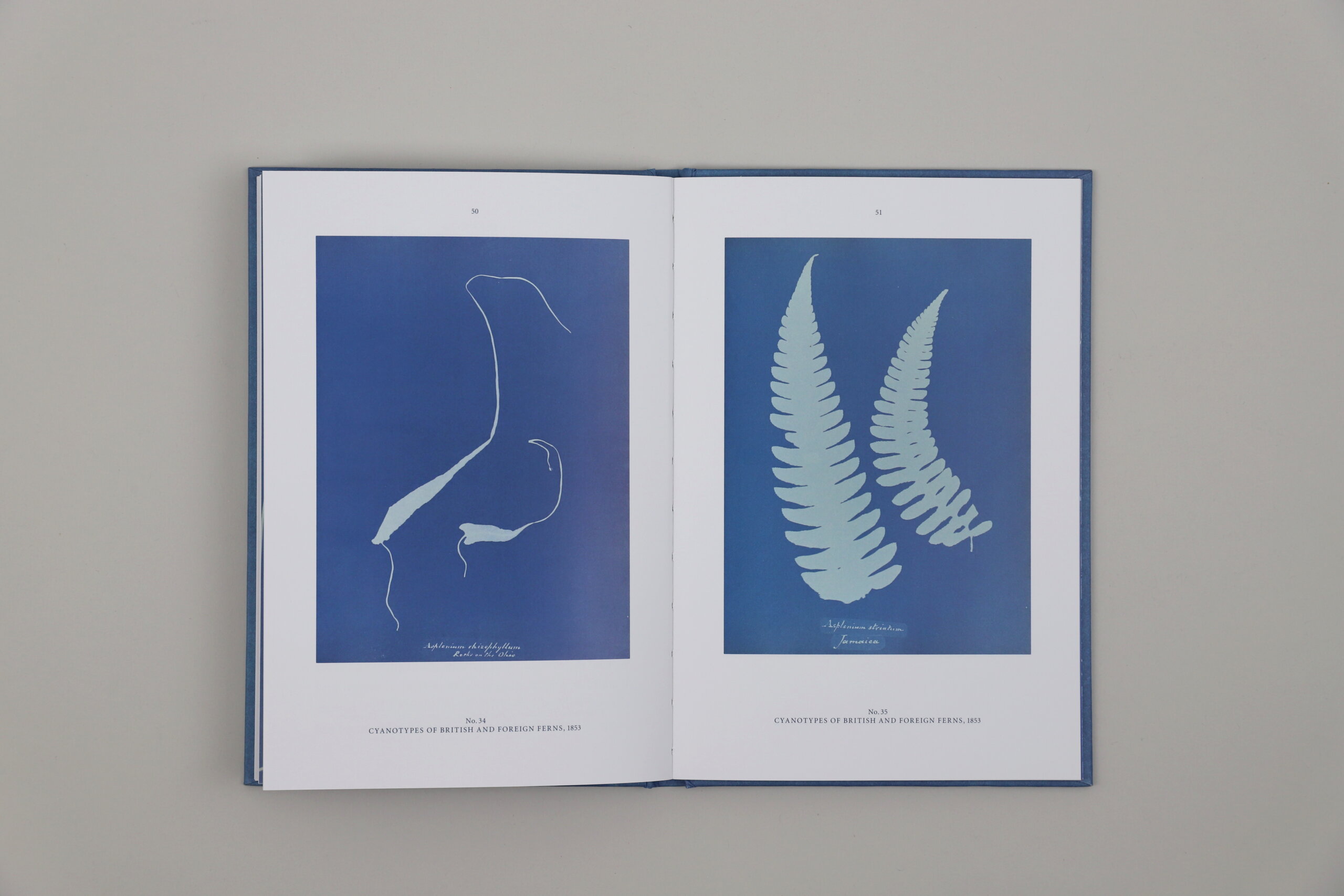 Blue-Prints-Anna-Atkins-Hirmer-visuel-2